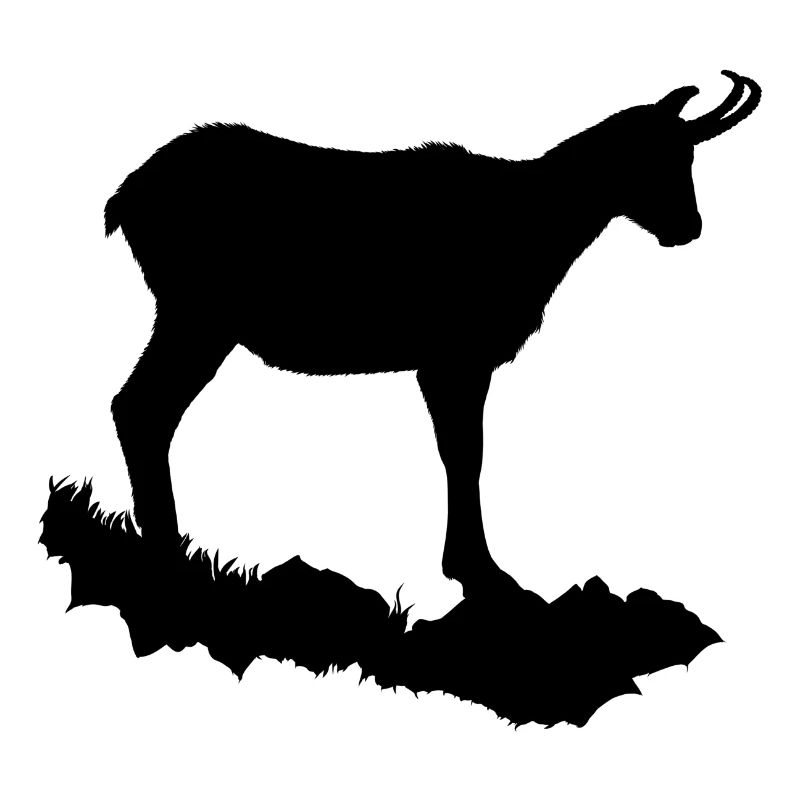 Chamois