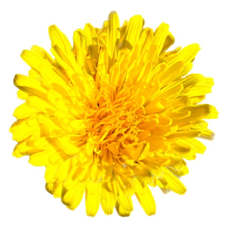 Fleur de pissenlit Fleur jaune
