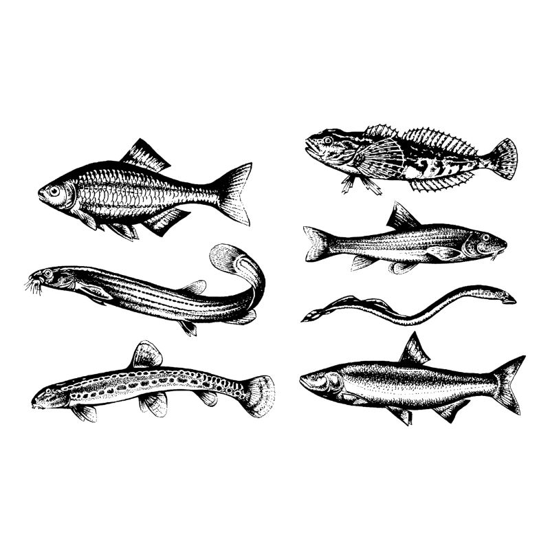 Fische