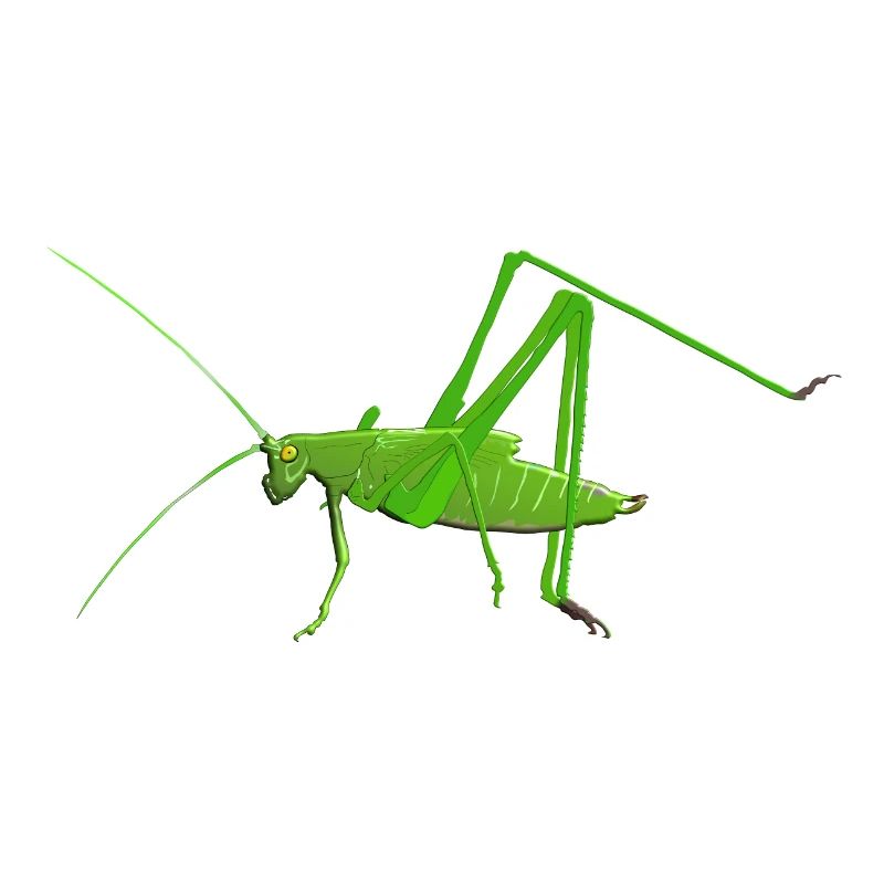 Cricket insecte mantis sauterelle
