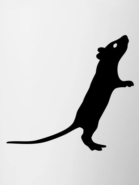 Rat