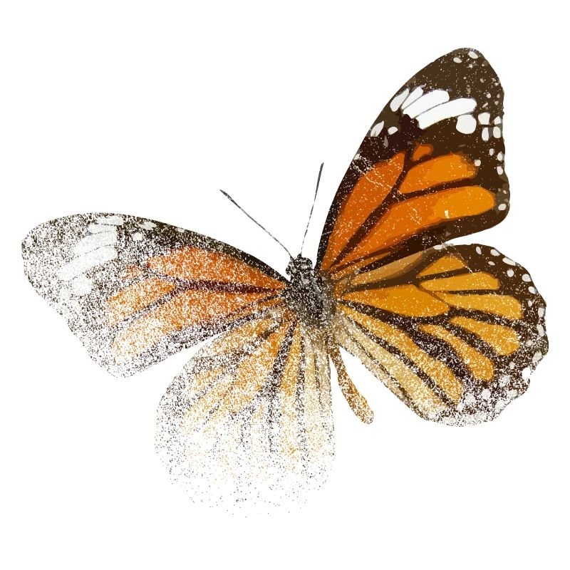Beau papillon