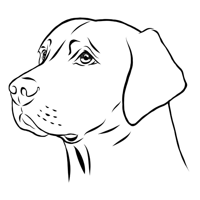 Drawn Labrador Retriever Portrait