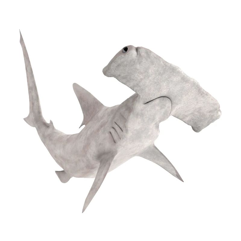 Great hammerhead, shark, shark