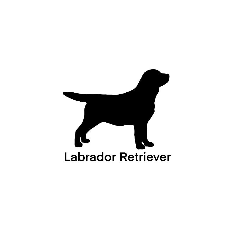 Labrador Retriever Schwarz