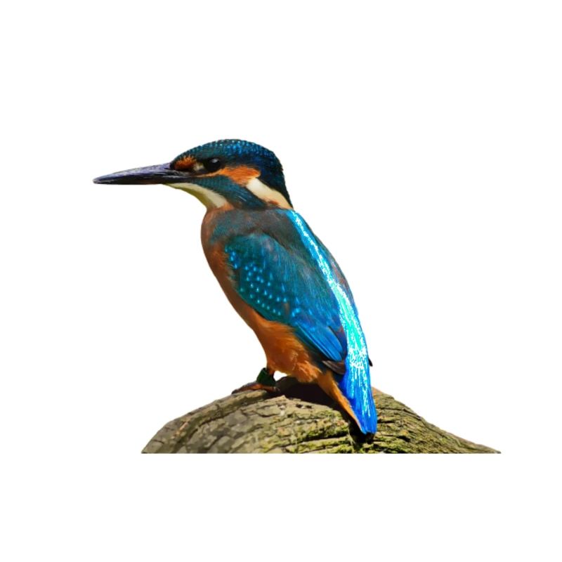 oiseau de martin-pêcheur