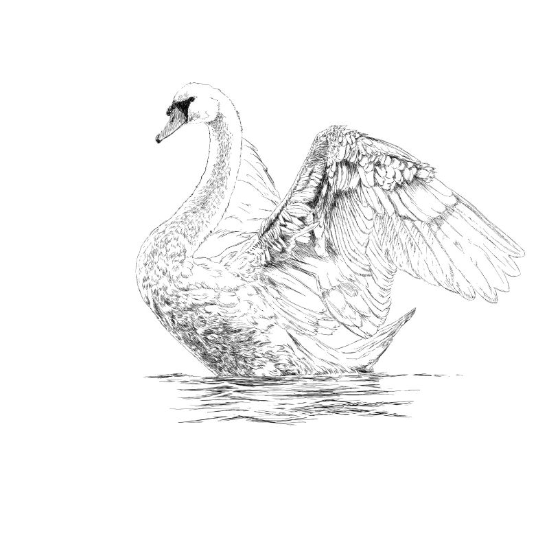 Swan