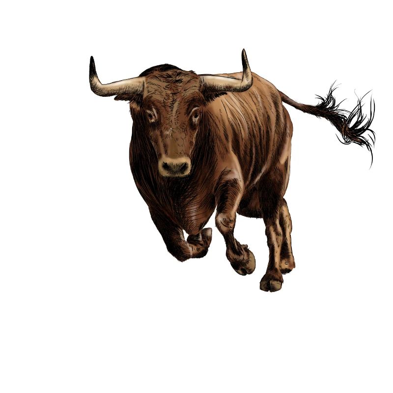 Stier