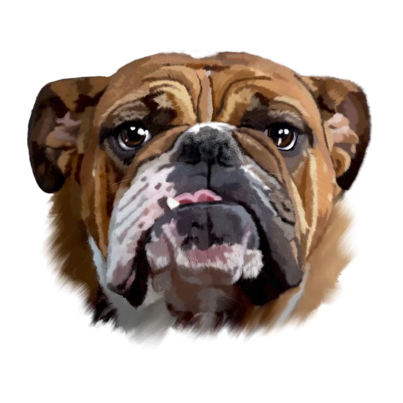 Bulldog