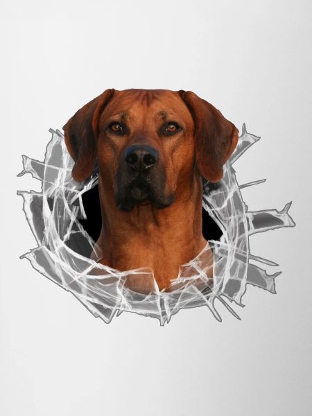 Rhodesian Ridgeback auf Glas