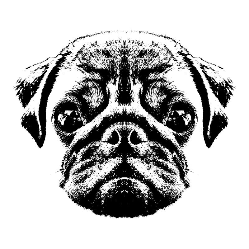 Chiot carlin / bébé carlin / visage de carlin