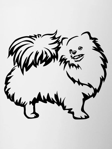 Dwarf spitz