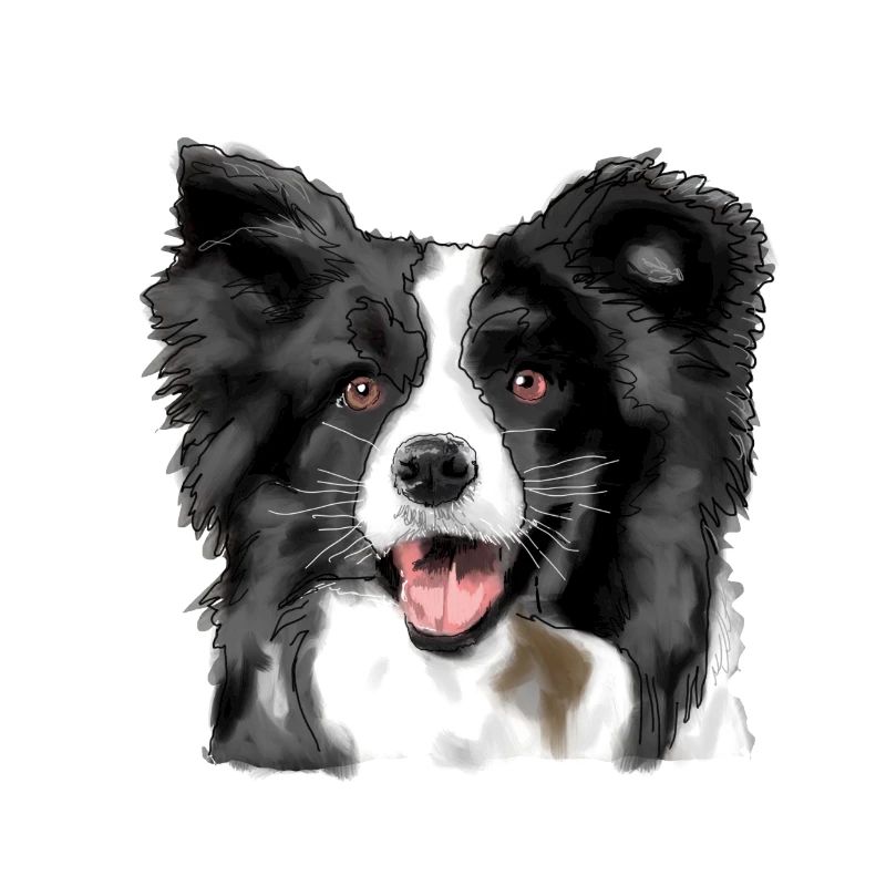 Border Collie