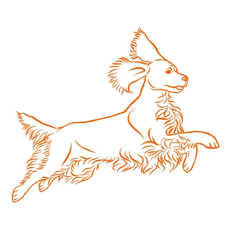 Springer Spaniel in orange