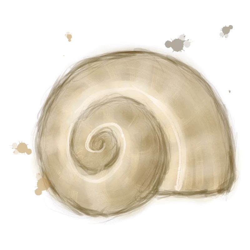 Snail Shell – Nature’s Spiral Illustration