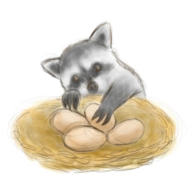 Niedlicher Waschbär-Eierdieb