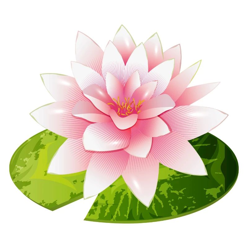 nénuphar brillant avec pétale de nénuphar vert