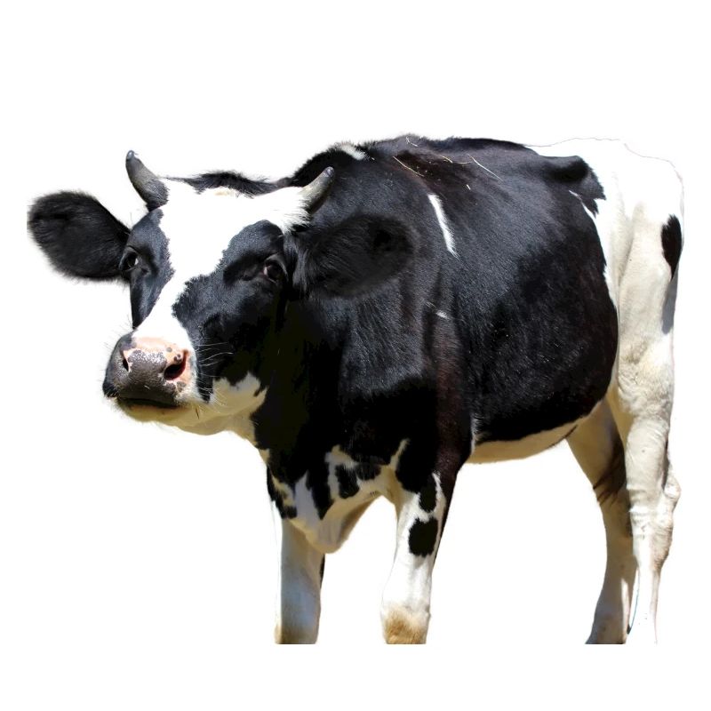 Vache