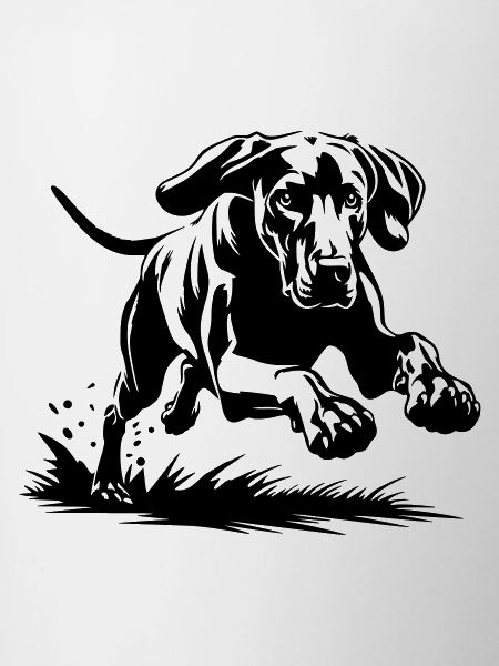 Weimaraner