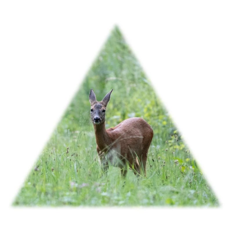 Deer in the tall grass