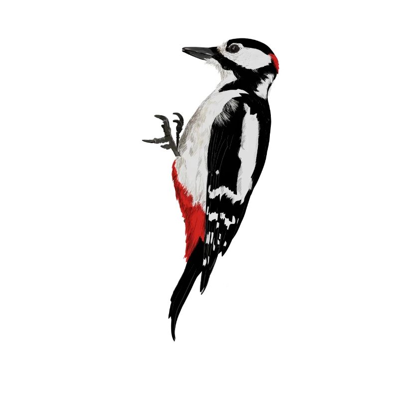 Woodpecker