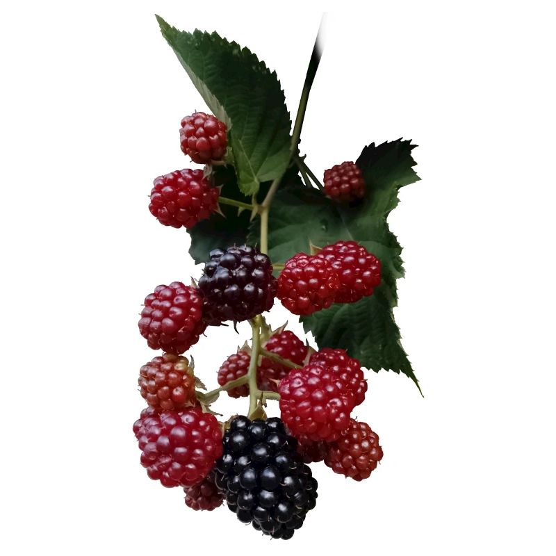 Beerenstrauch Muster: Brombeeren
