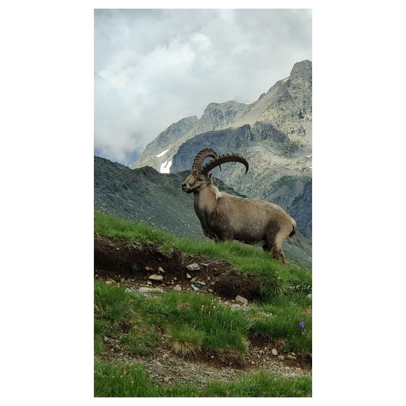 Steinbock