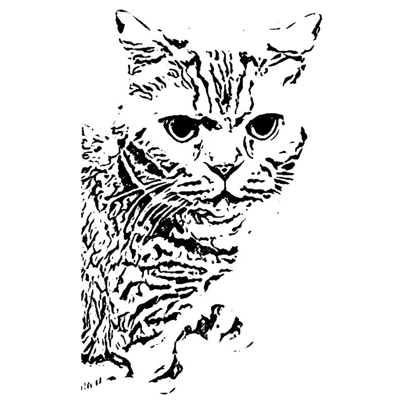 britisch Kurzhaar Katze Katze schwarz Katzen
