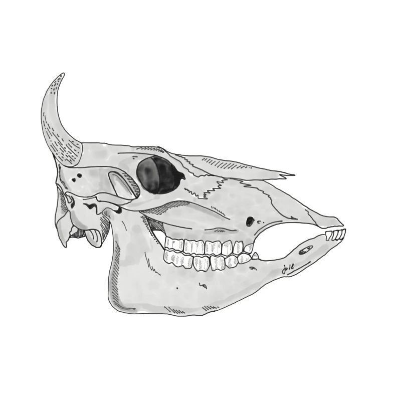 Cattleskull