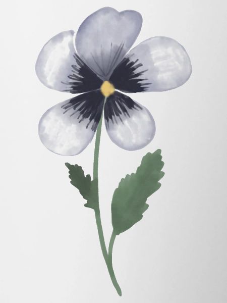 Pansy Violet