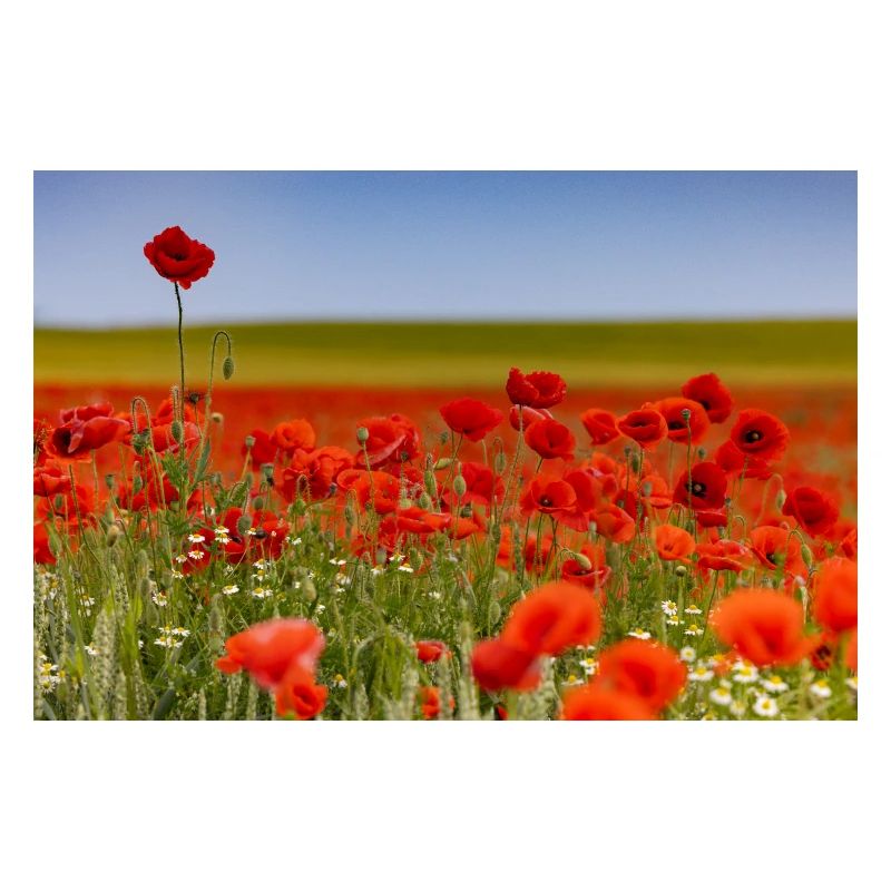 Champ de coquelicots