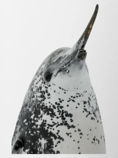 Narwhal