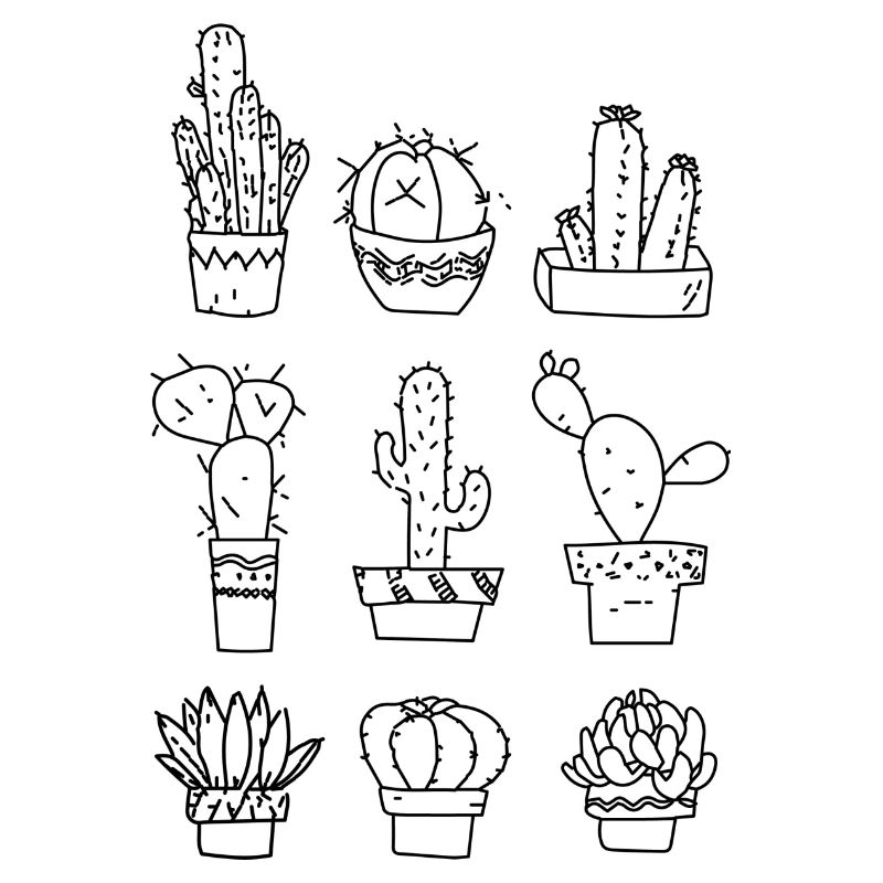 6 cactus différents