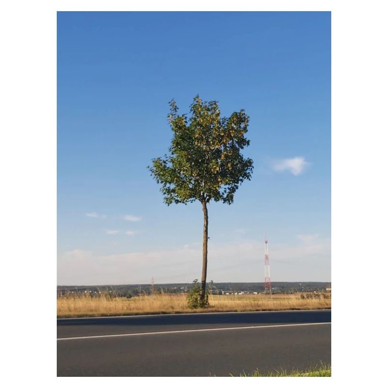 Single sapling