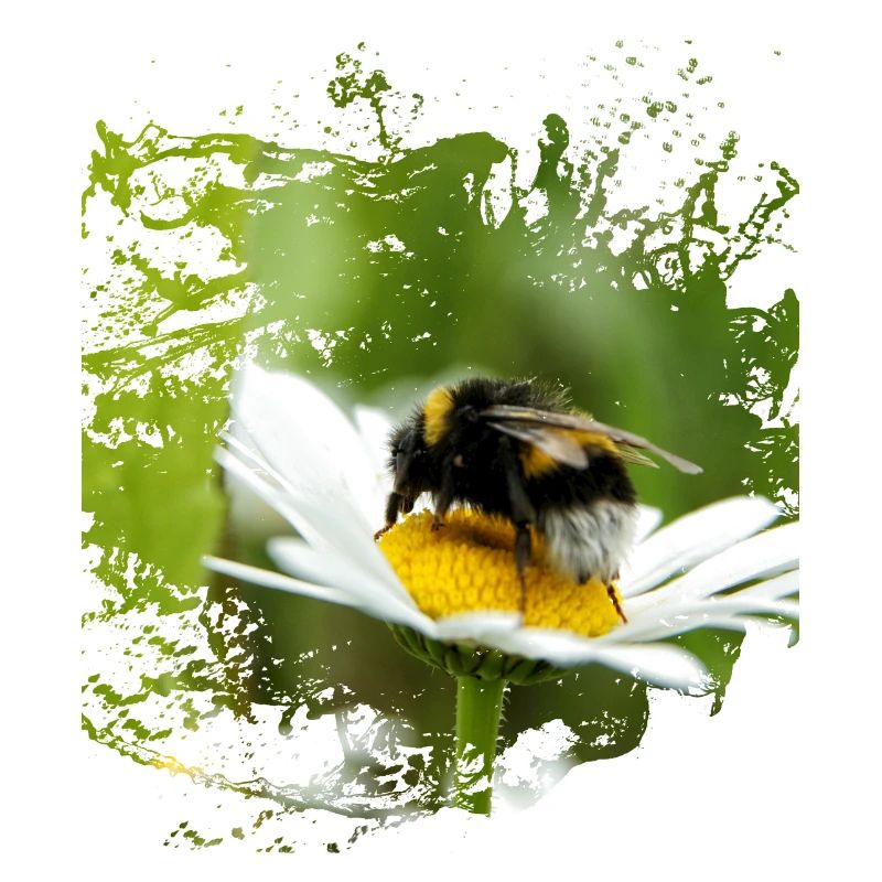 Les bourdons sont les soeurs des abeilles.