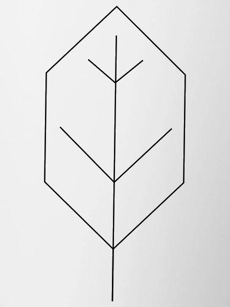 leaf contour