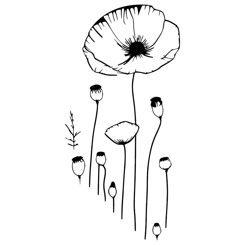 Coquelicot - fleurs et capsules de pavot à opium