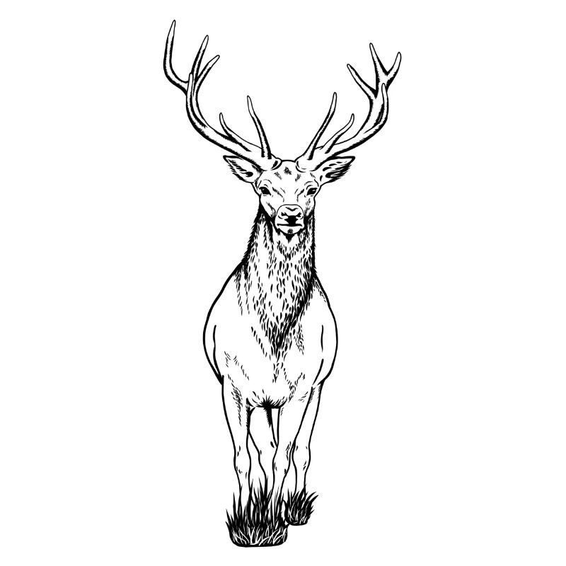 Deer
