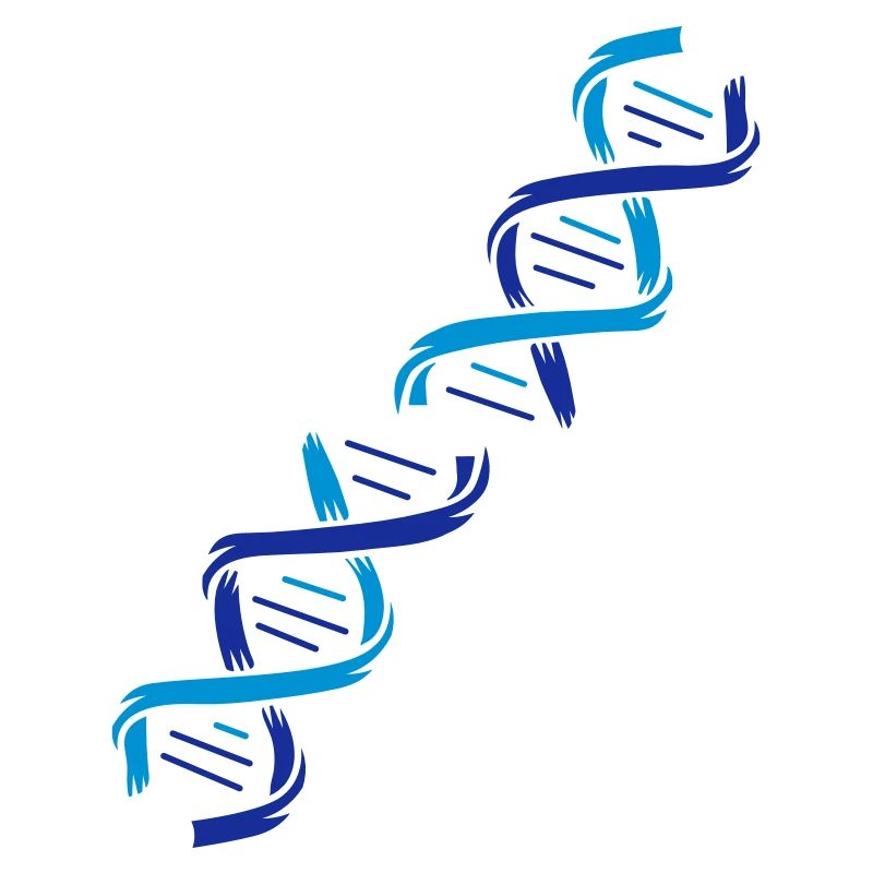La structure d'une molécule d'ADN