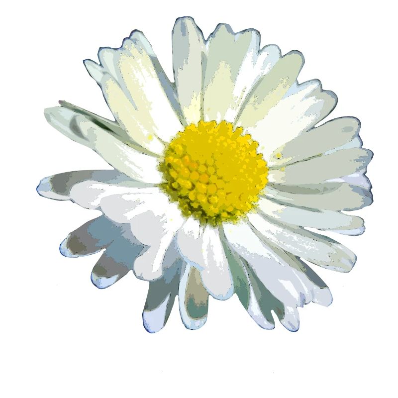 Gänseblümchen