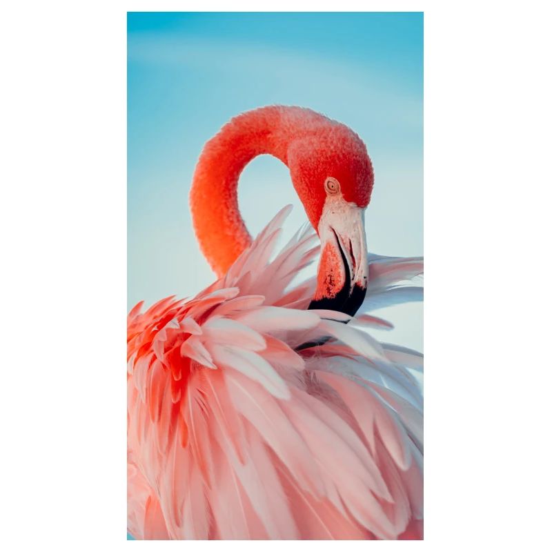 Flamingo Collection