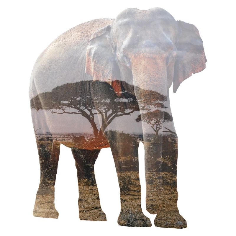 elephant