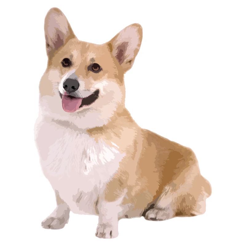 Corgi