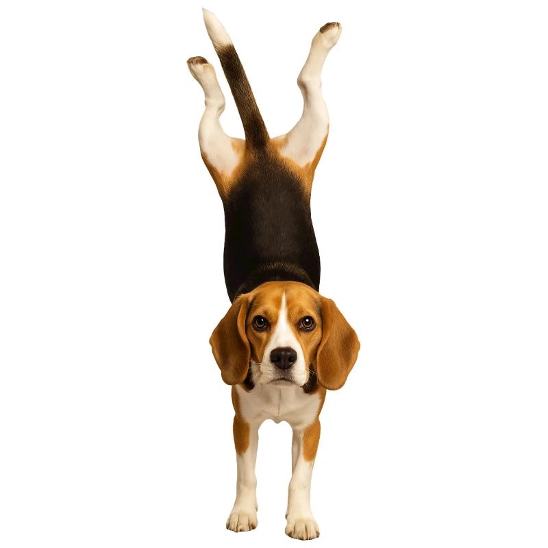 Beagle