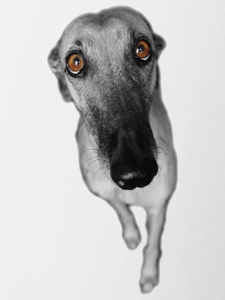 Greyhound