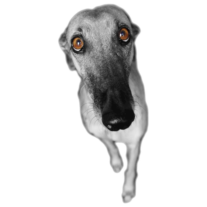 Windhund