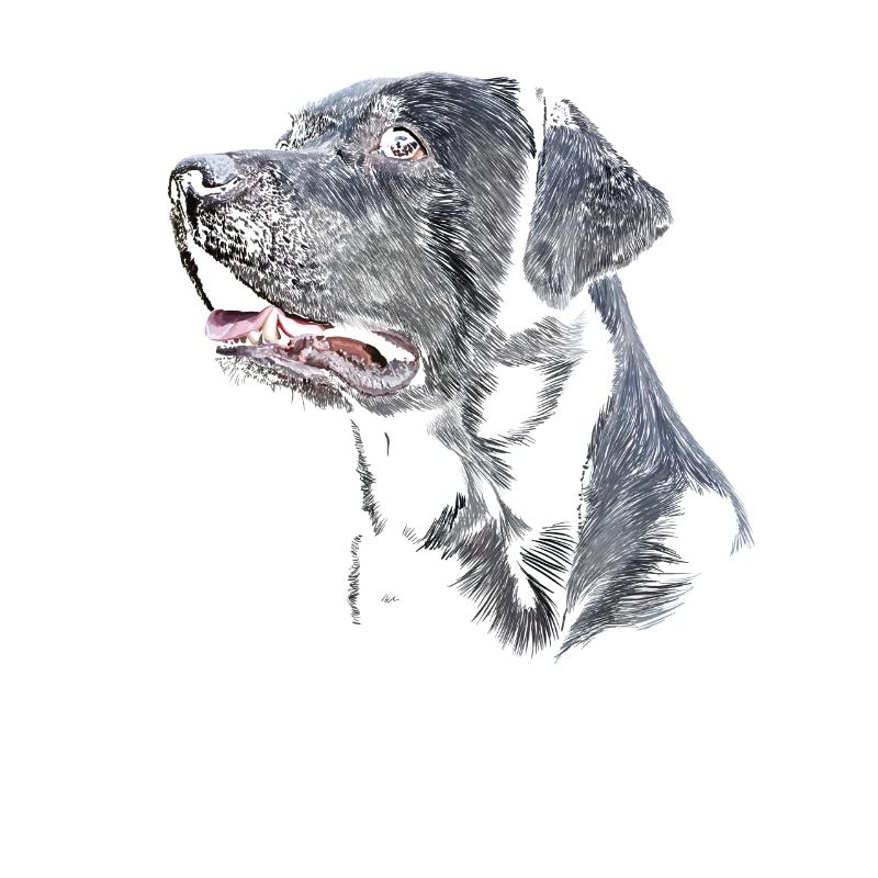 Labrador