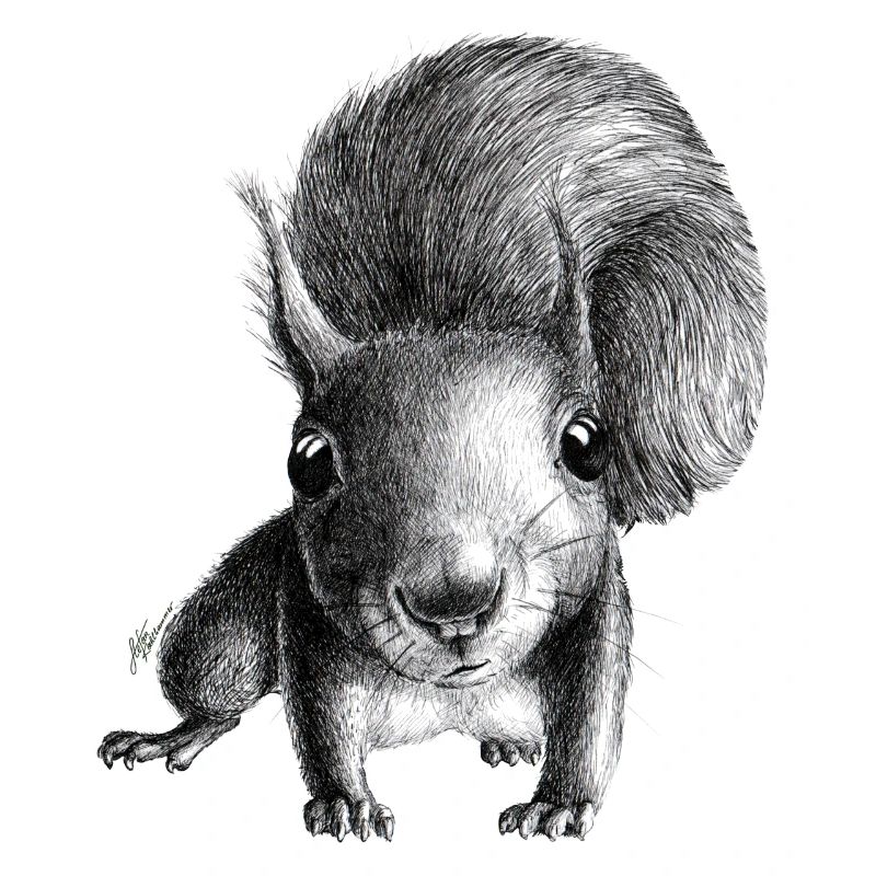 Écureuil