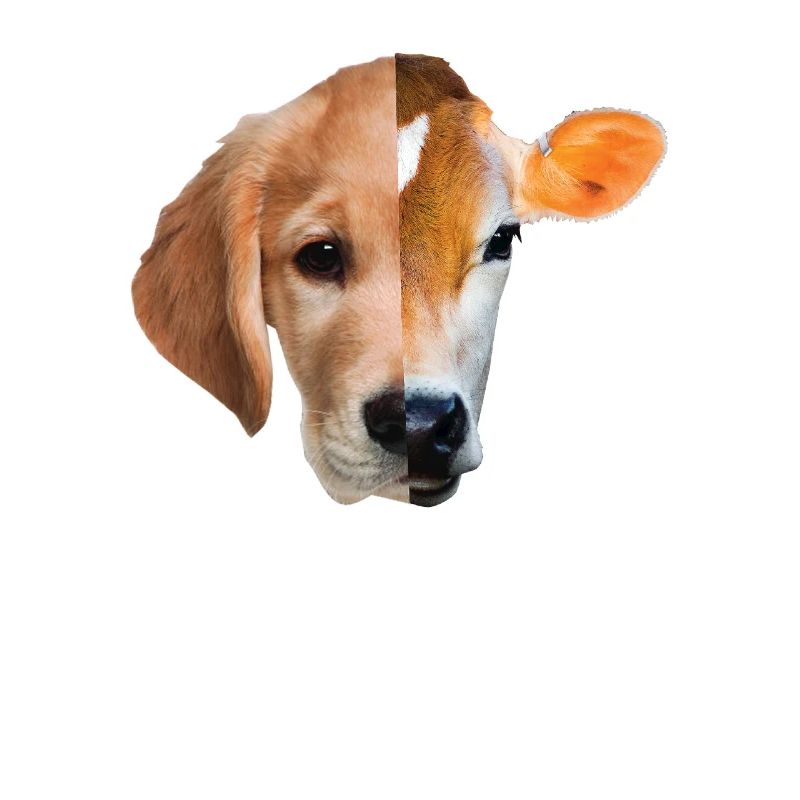 No difference Vegan