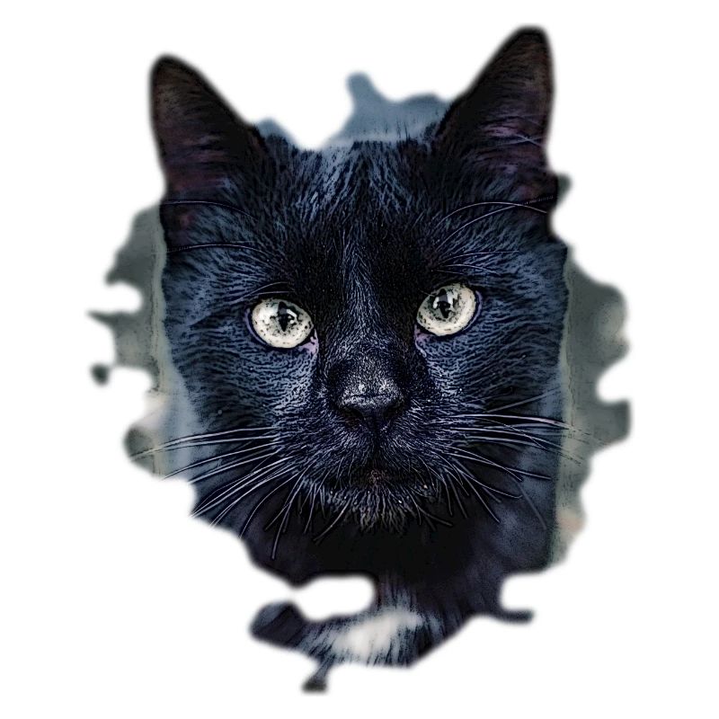 black cat schwarze Katze